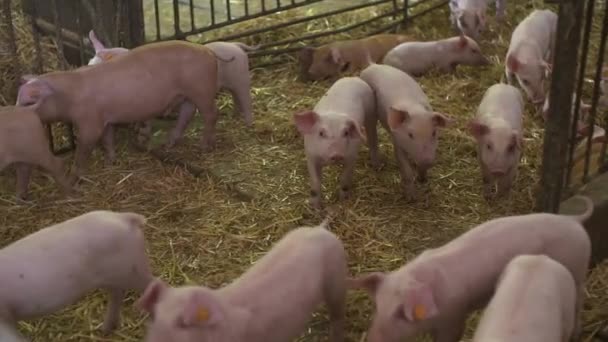 Porcos na Quinta dos Pecuários. Criação de Porcos. Leitões jovens no estábulo. — Vídeo de Stock