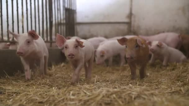 Prasata na chovatelské farmě, prasata na farmě, hospodářská zvířata na farmě. Moderní zemědělská farma prasat — Stock video