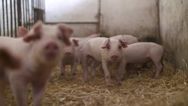 Prasata na chovatelské farmě, prasata na farmě, hospodářská zvířata na farmě. Moderní zemědělská farma prasat — Stock video