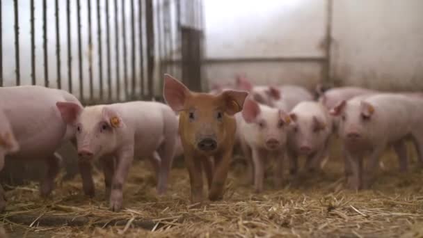 Suínos na exploração pecuária, suinocultura, exploração pecuária. Quinta de Porcos Agrícolas Moderna — Vídeo de Stock