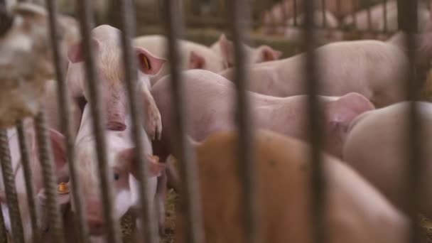 돼지, 가축 농장에 있는 돼지 — 비디오