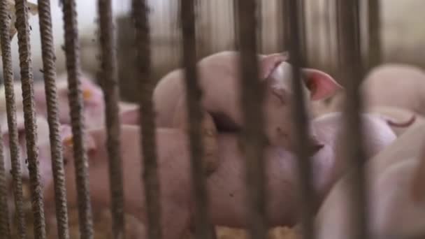 Pigs, piglets on livestock farm — Stock Video