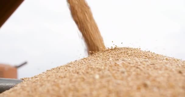 Крупным планом сбора урожая зерна пшеницы - сбор урожая пшеницы — стоковое видео