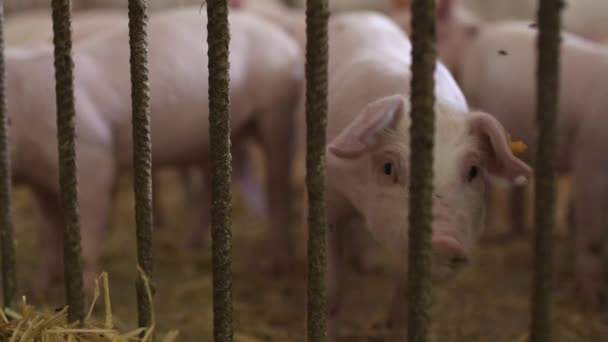 Свині, поросят на тваринницькій фермі — стокове відео