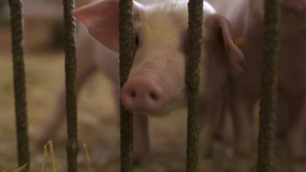 Pigs, piglets on livestock farm — Stock Video