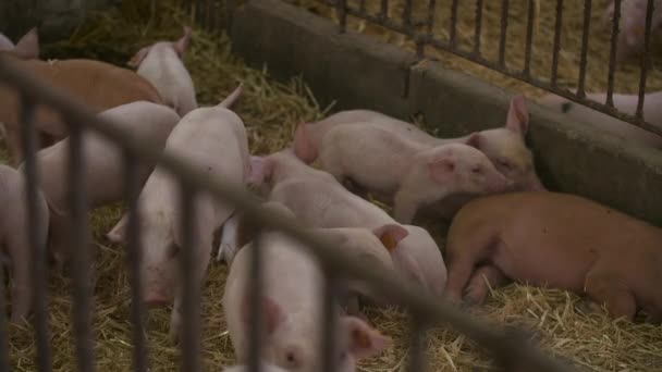 Pigs, piglets on livestock farm — Stock Video