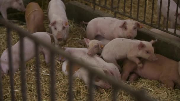 Pigs, piglets on livestock farm — Stock Video