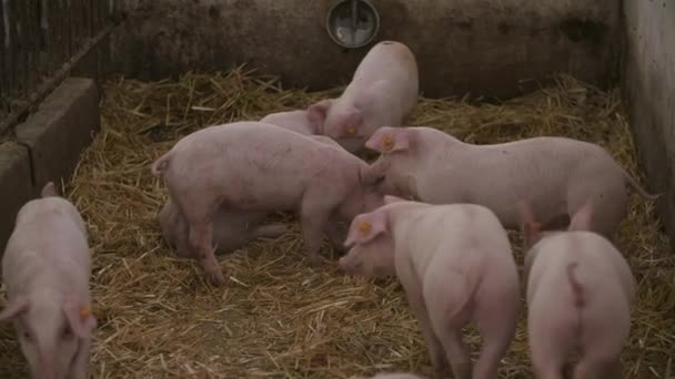 Cerdos, lechones en la explotación ganadera — Vídeos de Stock