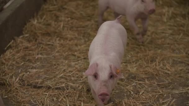 Varkens, biggen op veehouderij — Stockvideo