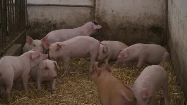 Porci, purcei la ferma de animale — Videoclip de stoc