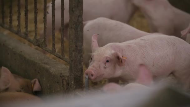 돼지, 가축 농장에 있는 돼지 — 비디오