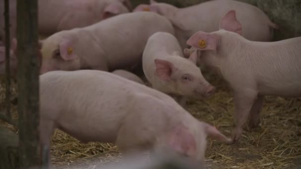 Свиньи, поросята на животноводческой ферме — стоковое видео