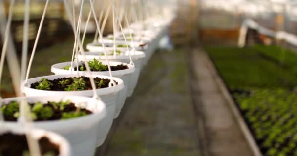 Potplanten op tafel in kas — Stockvideo