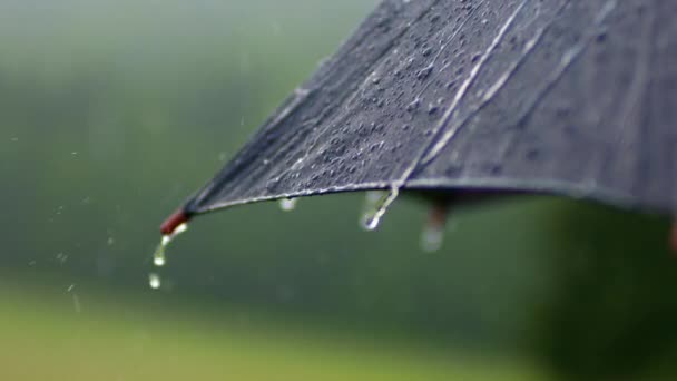 Närbild av regndroppar faller på paraply — Stockvideo