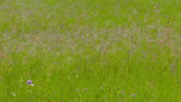 Slowmotion of long grass mowing on wind at meadow in summer — Stock Video