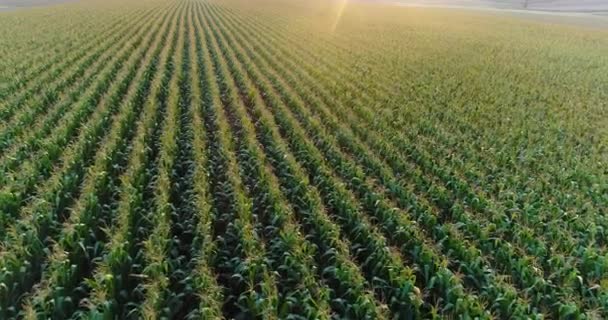 农田玉米生长发育的农业空中观 — 图库视频影像