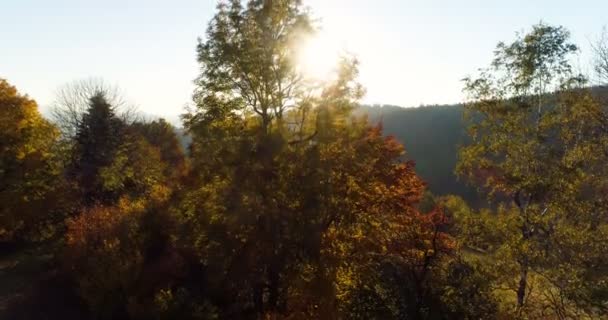 空中的日出，森林的日落 — 图库视频影像
