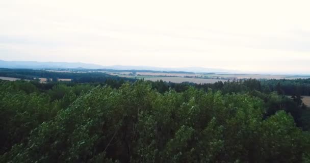 Літає над красивими лісовими деревами. Пейзажна панорама . — стокове відео