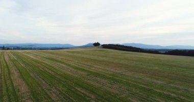 Taze Taze Taze Yağ Tohumu Tecavüz Alanı