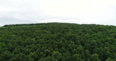 Güzel orman ağaçlarının üzerinde uçuyor. Peyzaj Panoraması.