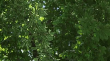 Koyu Yeşil Orman, Yeşil Orman