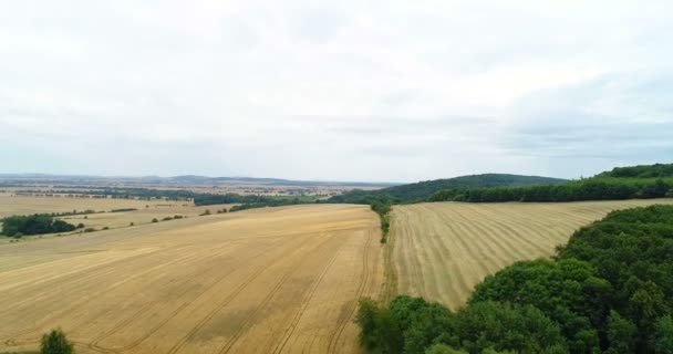 Pousses aériennes de champs de blé — Video