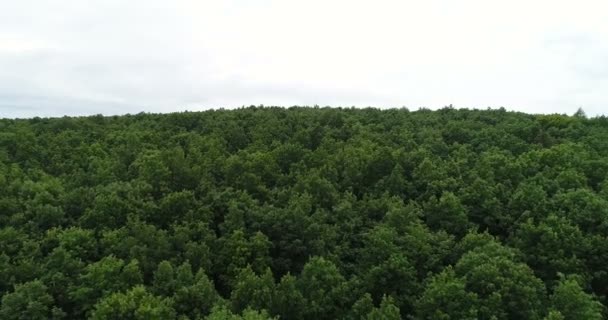 Latanie nad pięknymi drzewami leśnymi. Panorama krajobrazu. — Wideo stockowe