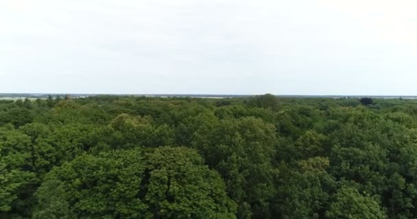 Latanie nad drzewami leśnymi. Natura - Widoki z powietrza — Wideo stockowe