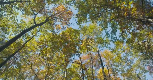 Βαθύ πράσινο δάσος, πράσινα δάση — Αρχείο Βίντεο