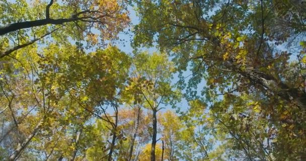 Djupa gröna skogen, gröna skogar — Stockvideo