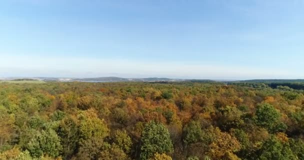 Voando sobre árvores florestais. Natureza - Vistas aéreas — Vídeo de Stock