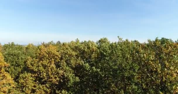 Létání nad lesními stromy. Nature - Letecká zobrazení — Stock video