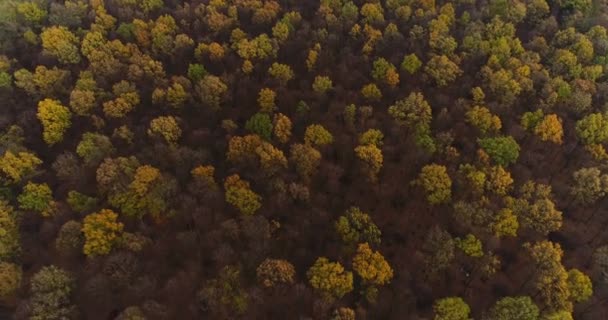 Літаючи над лісом. Ліс згори — стокове відео