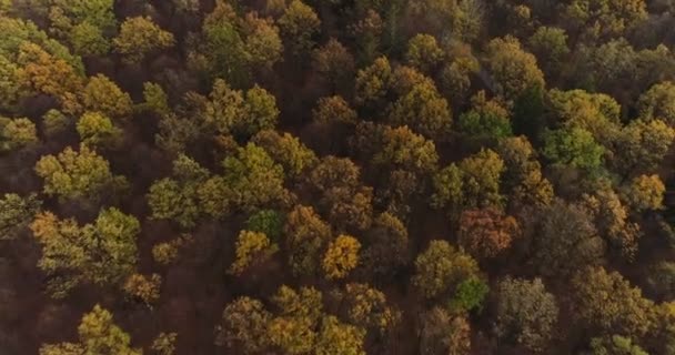 Fliegen über Wald. Wald von oben — Stockvideo