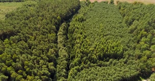 Вид з повітря на ліс — стокове відео