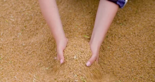 Búzamagvak a gazda kezében mezőgazdaság — Stock videók