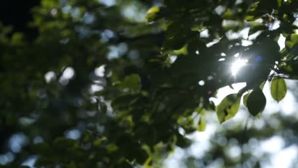 Morning sun comes up through leaves at sunrise — Stock Video