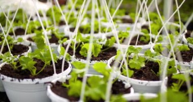 Seradaki Saksı Bitkileri