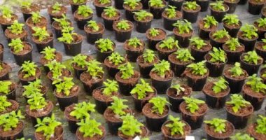 Sera Tarım 'da büyüyen saksı bitkileri