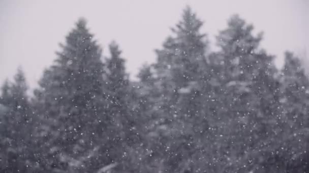Copos de nieve contra árboles cubiertos de nieve en las montañas — Vídeo de stock
