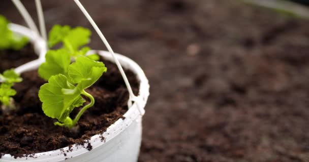 Plantas en maceta en la mesa en invernadero — Vídeo de stock