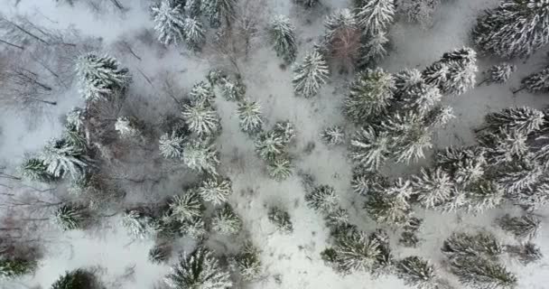 Skog täckt med snö antenn vy — Stockvideo