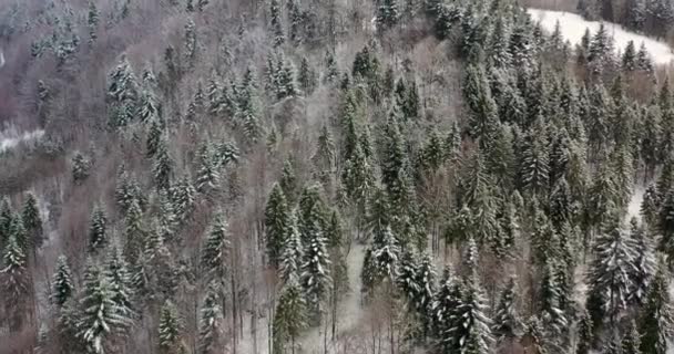 Bosque cubierto de nieve vista aérea — Vídeos de Stock