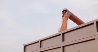 Hasatçı gökyüzüne tahıl boşaltıyor