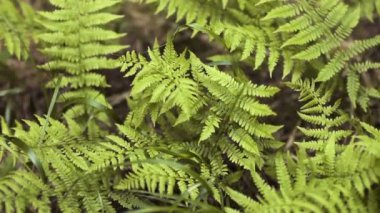 Ormanda eğrelti otu