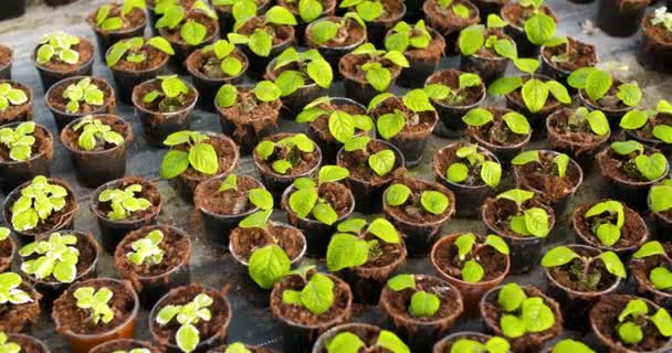 Potteplanter, der vokser i drivhus Landbrug – Stock-video
