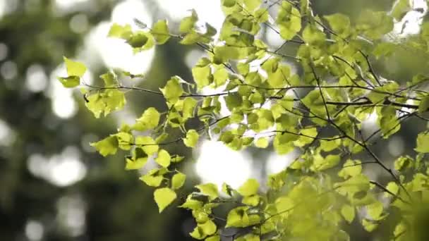 Morning sun comes up through leaves at sunrise — Stock Video