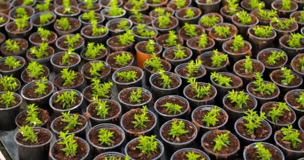 Plantas en maceta que crecen en la agricultura de invernadero — Vídeo de stock