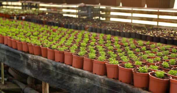 Plantas en maceta en la mesa en invernadero — Vídeo de stock