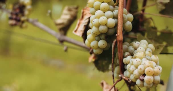 成熟的葡萄葡萄园秋天，葡萄酒生产 — 图库视频影像